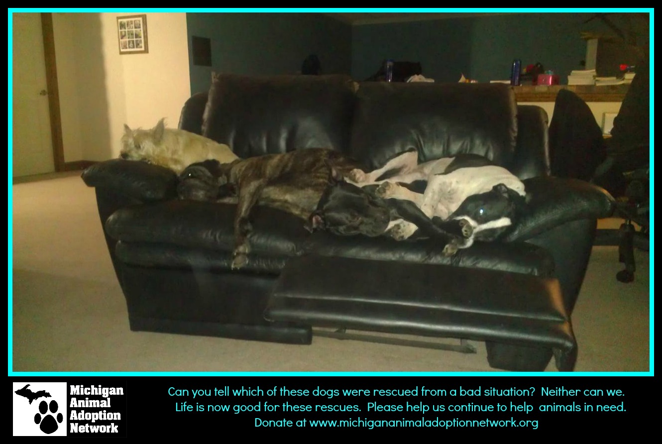FOUR DOGS ON A COUCH! pic monkey