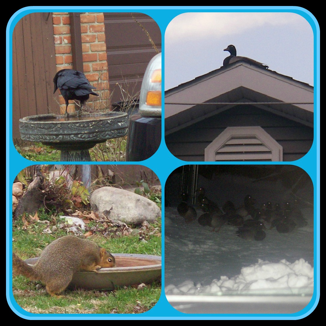 January 1 2013 wildlife PicMonkey Collage