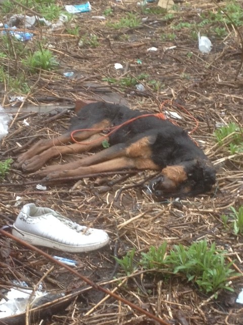 dead dog story photo