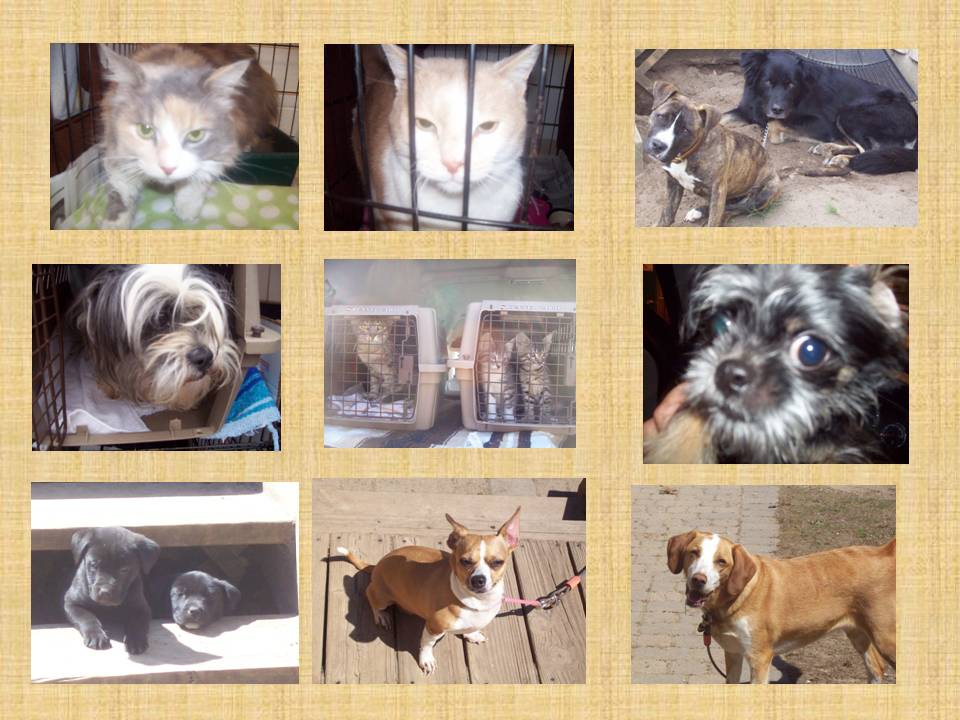 July 17 2013 MARL DOGS AND CATS FROM ACN