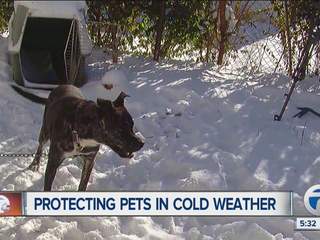 Protecting_pets_in_cold_weather_1219680000_20140103175218_320_240