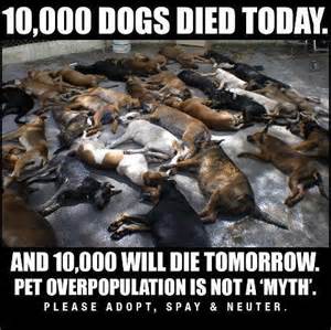 10000 dogs died today
