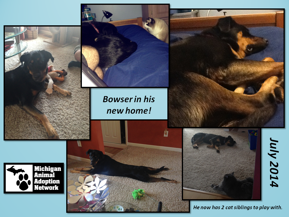 Bowser in new home
