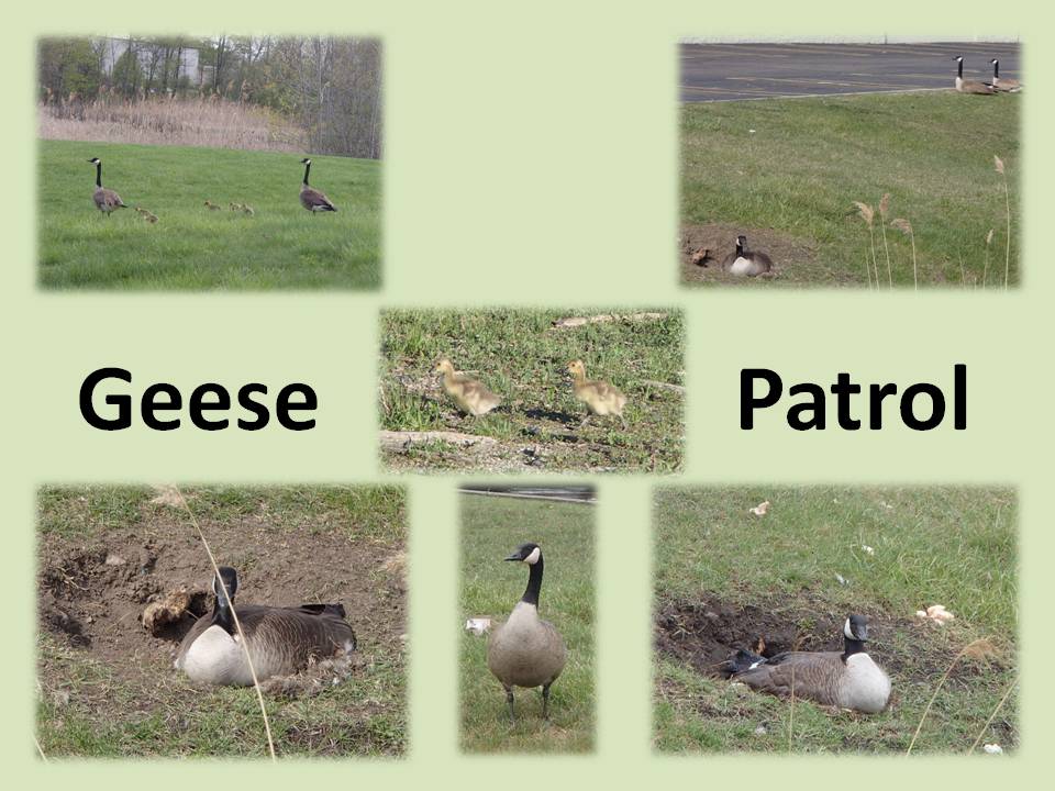 Geese Patrol