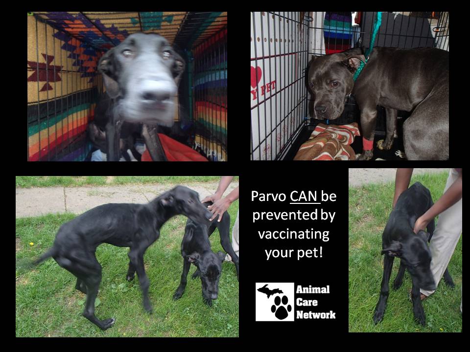 July 14 2014 parvo can be prevented