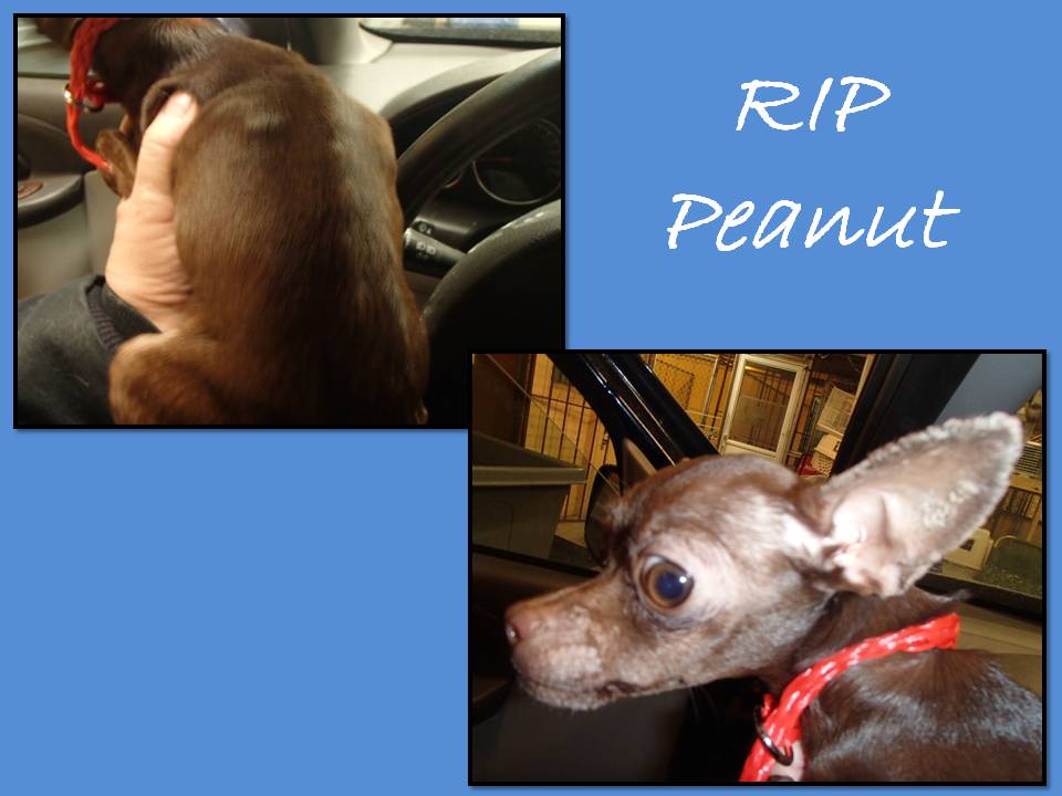 August 27 2014 Poor little peanut