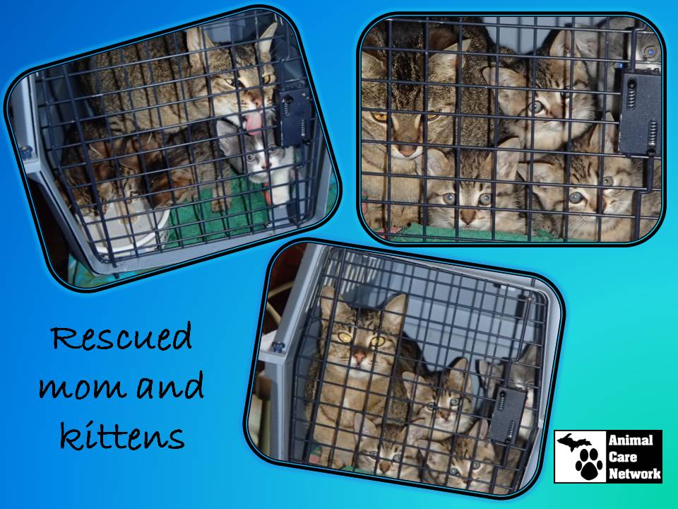 August 28 2014 Rescued mom and kittens