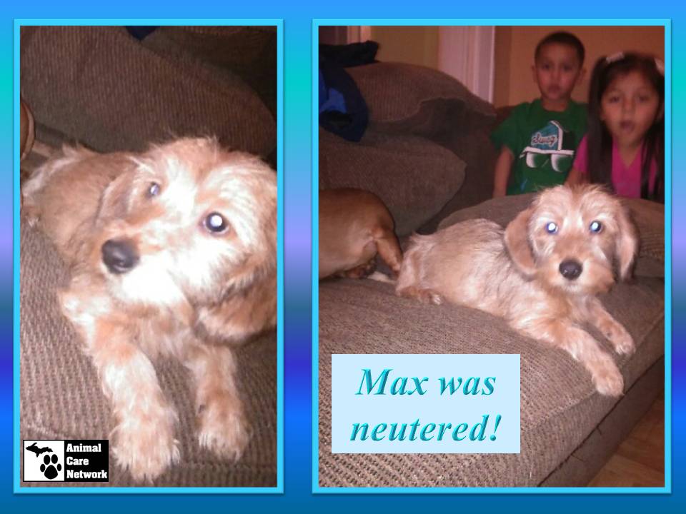 August 29 2014 Max was neutered