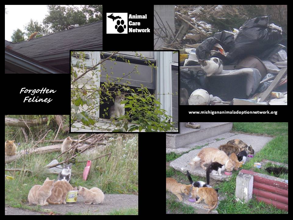 August 31 2014  cat problem in the target area