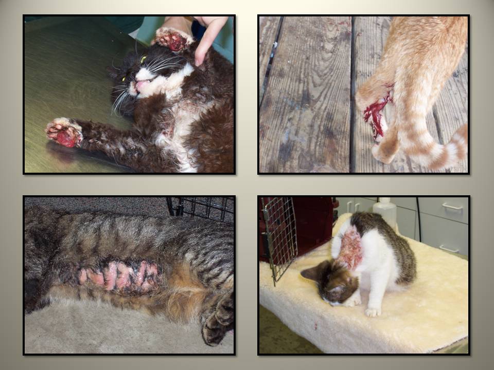 September 4 2014 Cat Problem 3 injured