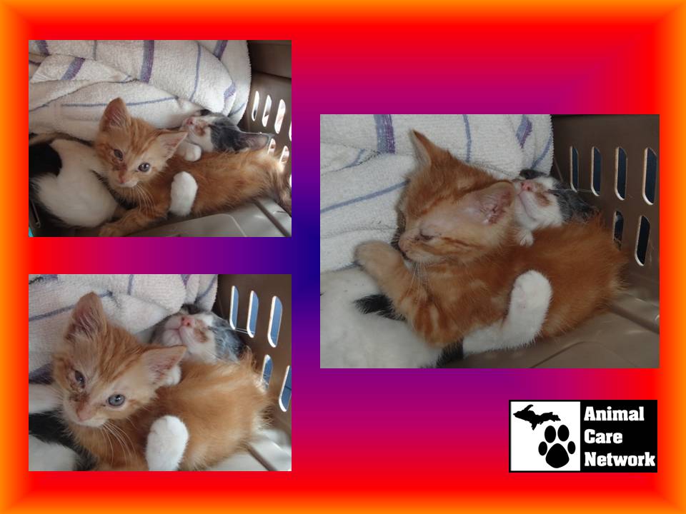 September 8 2014 Heartbreaking kitten rescue