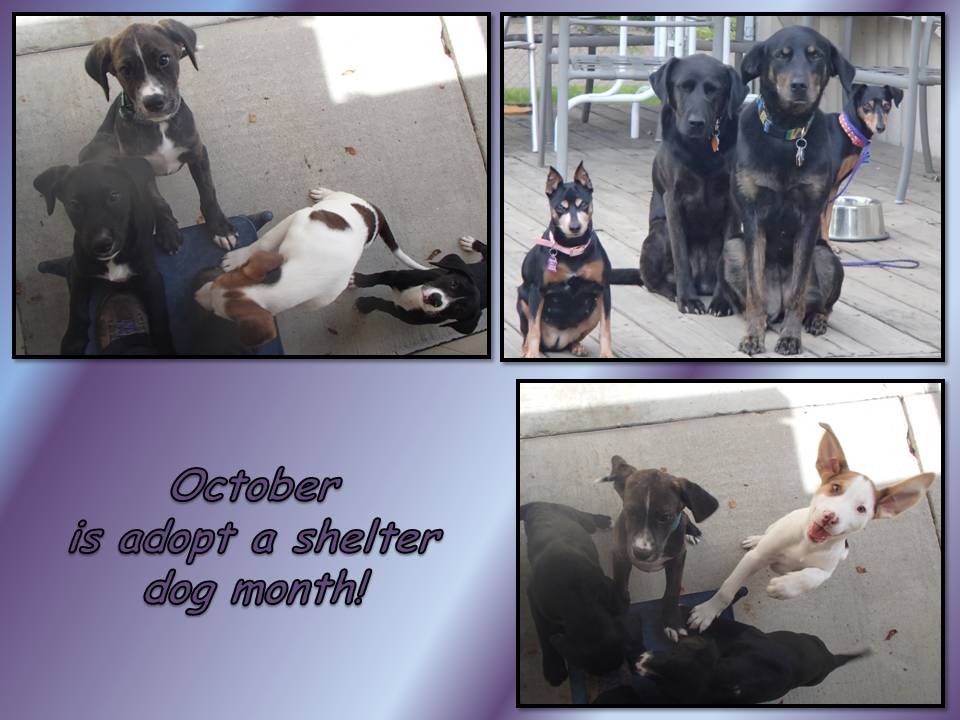 October 22 2014 October is adopt a shelter dog month