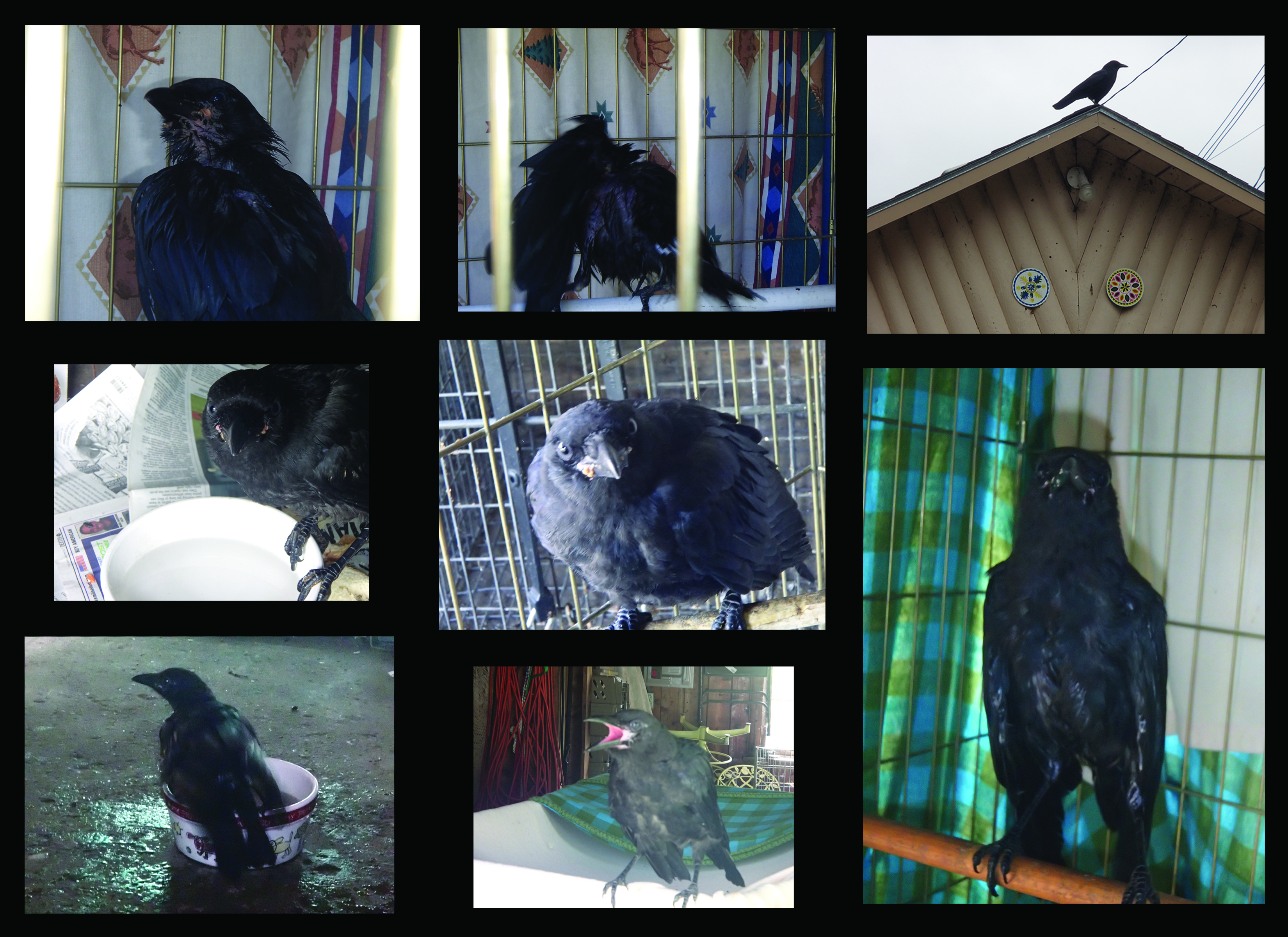 October 26 2014 crow story