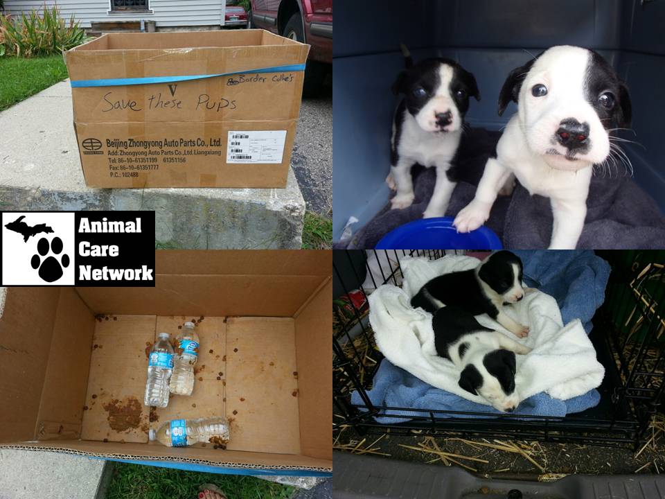 puppies left in box in parking lot