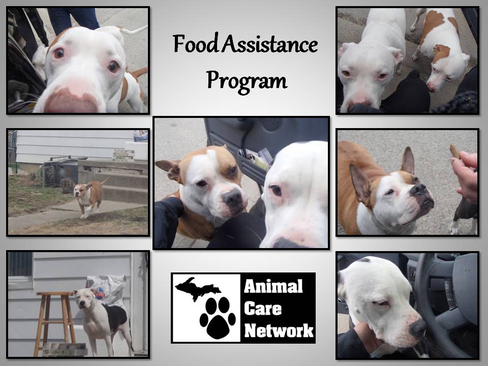 Food assistance pit bulls