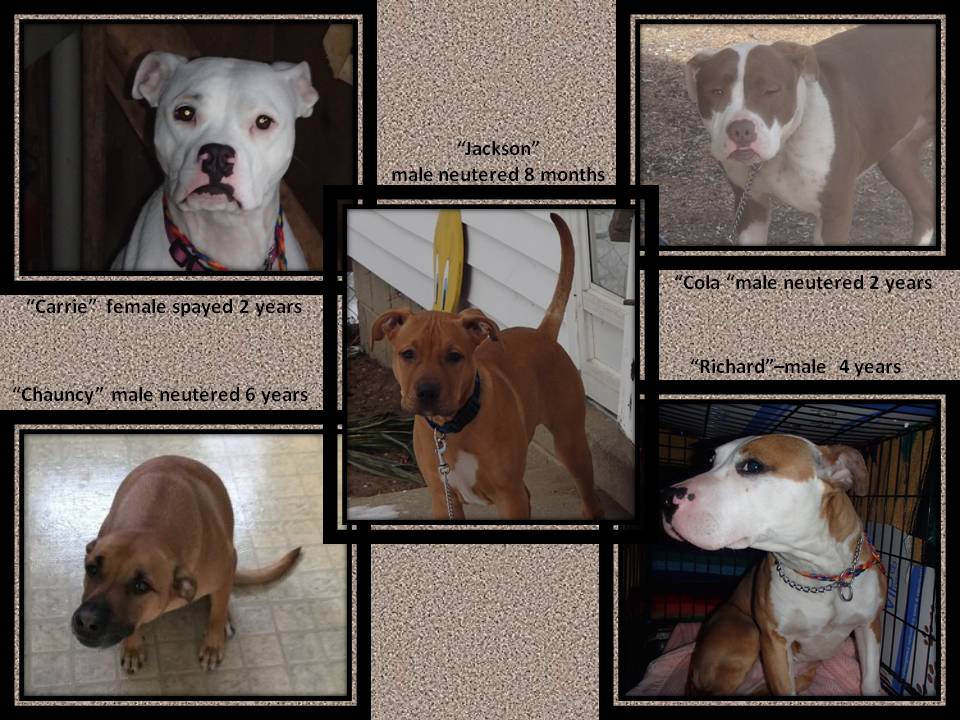 PIT BULL RESCUES 4-2015