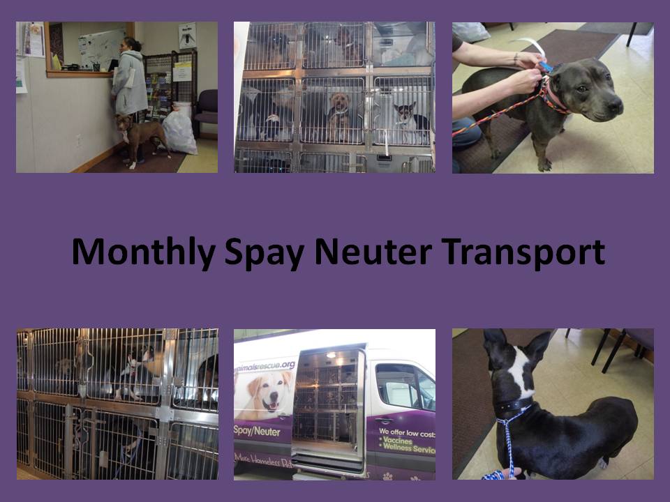 monthly spay neuter transport