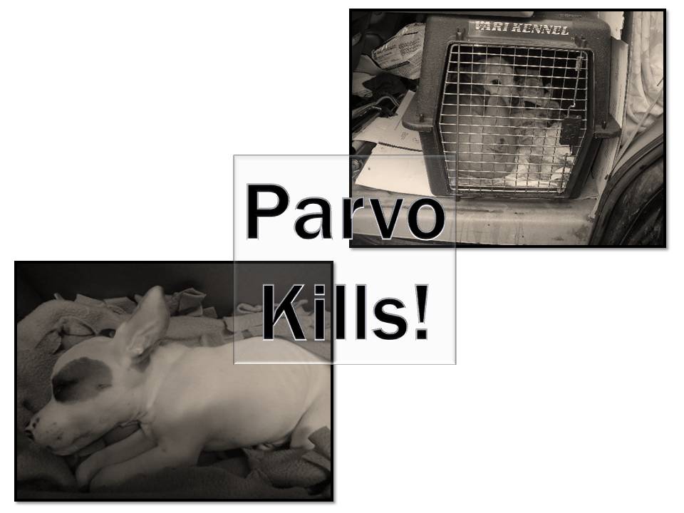 parvo kills