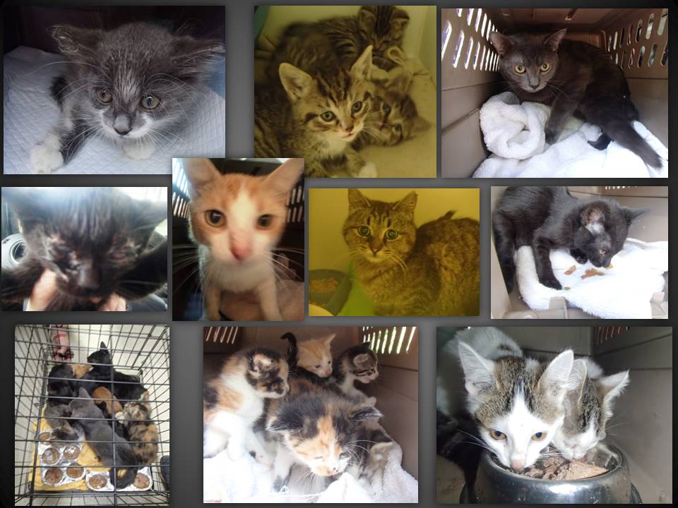 CATS AND KITTENS 8-2015