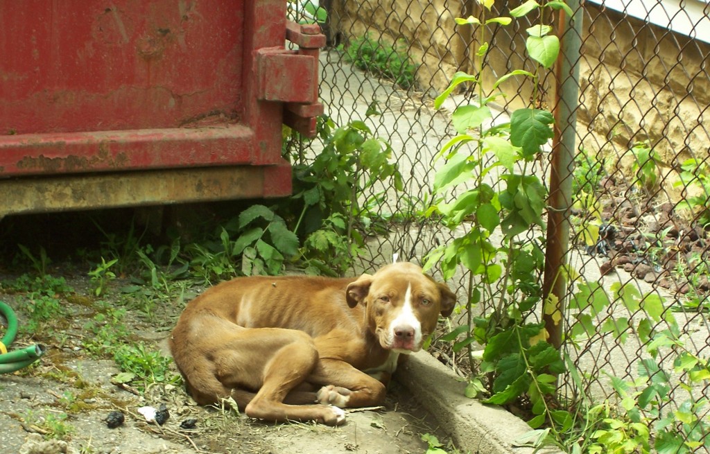 June 7, 2012 Abandoned dog rescue » Michigan Animal