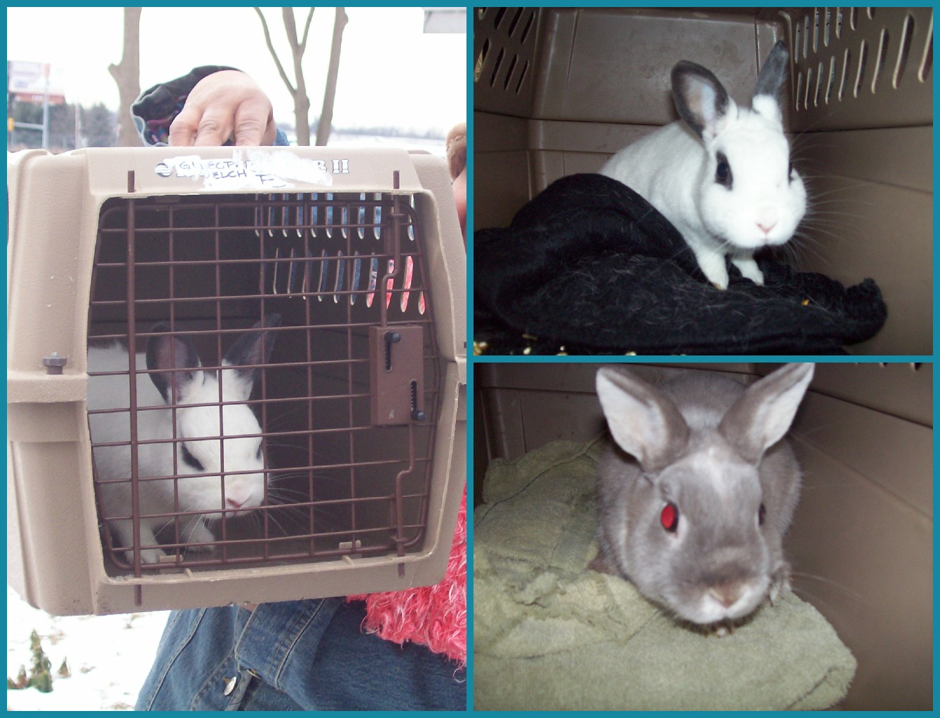 February 16 2013 rabbits PicMonkey Collage