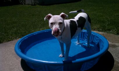 Roxie (Mary) in swimming pool
