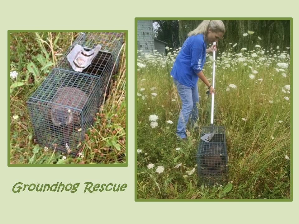 July 31 2014 groundhog rescue