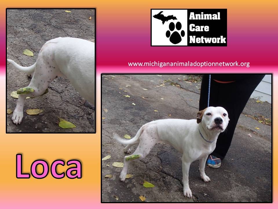 October 22 2014 Loca lost injured dog
