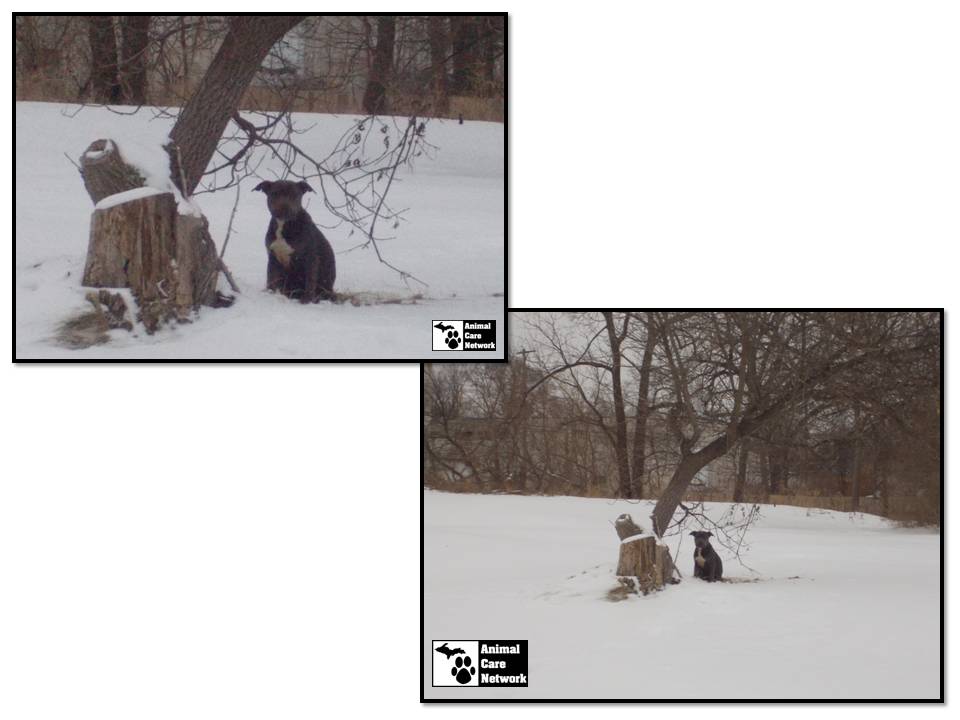 frozen pit bull seeking shelter by a tree