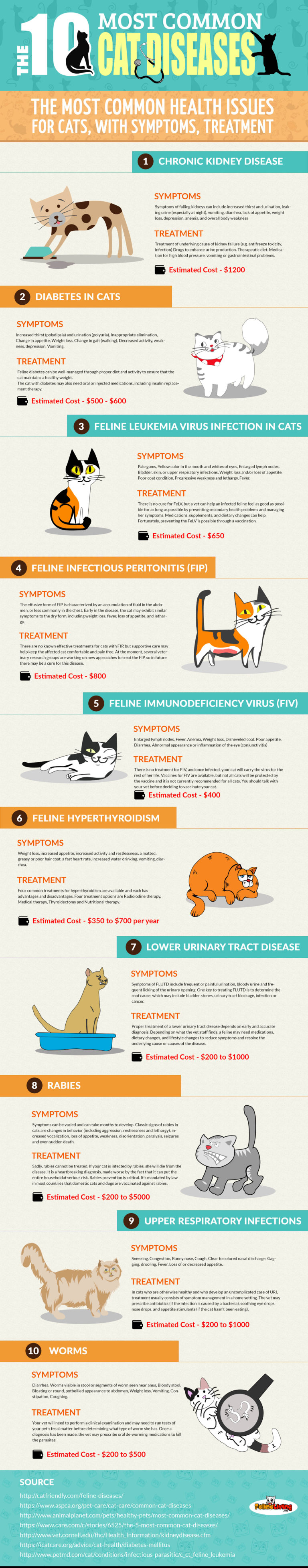 10 Common Diseases in Cats » Michigan Animal Adoption Network